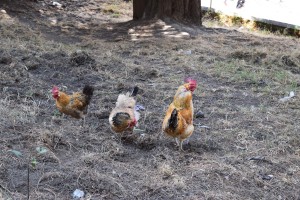 10 Free range fowl at Uxlanb'al, Nahuala